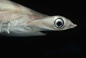 <b class=qtipBold><figcaption>Juvenile Scalloped Hammerhead Shark</figcaption></b><br>Eye of Juvenile Scalloped Hammerhead Shark (Sphyrna lewini), Kane'ohe Bay, Hawaii - Pacific Ocean.<br><em>© Jeff Rotman</em> Juvenile Scalloped Hammerhead Shark