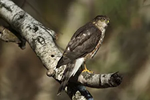 Juvenile sharp-shinned hawk hunting from perch Juvenile sharp-shinned hawk hunting from perch