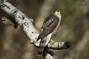 Juvenile sharp-shinned hawk in late October Juvenile sharp-shinned hawk in late October