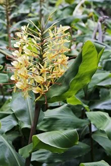 Himalaya Gallery: Kahili ginger, Ginger lily -Hedychium gardnerianum-, invasive plant