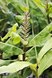 Kahili Ginger, ornamental ginger -Hedychium sp.-, in flower, invasive species, Hawaii Kahili Ginger, ornamental ginger -Hedychium sp.-, in flower, invasive species, Hawaii