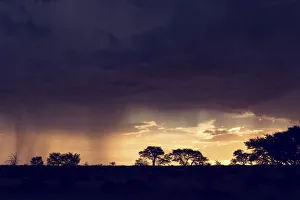 Kalahari rain storm approaching in the late afternoon with silhouetted trees - Kgalagadi Kalahari rain storm approaching in the late afternoon with silhouetted trees - Kgalagadi