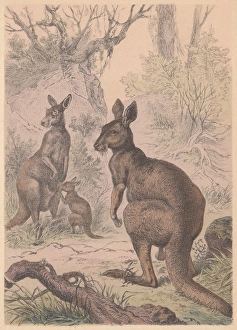 Kangaroos, hand-colored lithograph, published in 1887 Kangaroos, hand-colored lithograph, published in 1887
