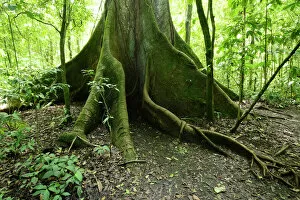 Kapok tree -Ceiba pentandra- in the tropical rain forest, Rincon de la Vieja National Park, Guanacaste, Costa Rica