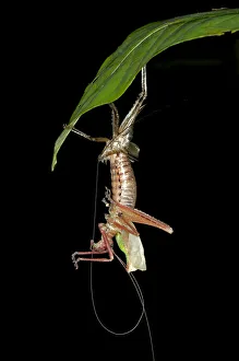Katydid, bush-cricket -Tettigoniidae- sloughing its skin, Tiputini rainforest Katydid, bush-cricket -Tettigoniidae- sloughing its skin, Tiputini rainforest