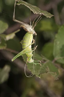 Katydid or Bush-cricket -Tettigoniidae sp.- shedding its skin, Lake Kerkini region, Greece, Europe Katydid or Bush-cricket -Tettigoniidae sp.- shedding its skin, Lake Kerkini region, Greece, Europe