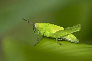 Katydid species -Tettigoniidae spec.-, male, Tambopata Nature Reserve Katydid species -Tettigoniidae spec.-, male, Tambopata Nature Reserve