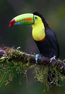<b class=qtipBold><figcaption>Keel-billed Toucan</figcaption></b><br><em>© @Jim Cumming</em> Keel-billed Toucan