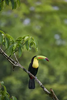 Keel-billed Toucan (Ramphastos sulfuratus) Keel-billed Toucan (Ramphastos sulfuratus)
