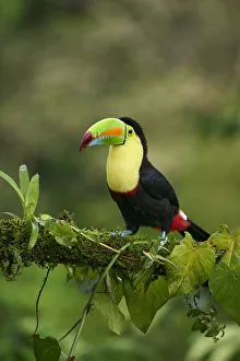 Keel-billed Toucan (Ramphastos sulfuratus) Keel-billed Toucan (Ramphastos sulfuratus)