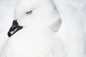<b class=qtipBold><figcaption>Kelp Goose (Chloephaga hybrida)</figcaption></b><br>A sleeping male Kelp Goose.Carcass Island<br><em>© Ben Cranke</em> Kelp Goose (Chloephaga hybrida)