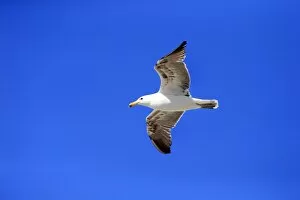 Images Dated 25th December 2013: Kelp Gull -Larus dominicanus-, adult, flying, Bettys Bay, Western Cape, South Africa