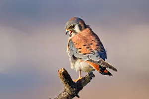 <b class=qtipBold><figcaption>Kestrel</figcaption></b><br>American kestrel.<br><em>© Phoo Chan</em> Kestrel