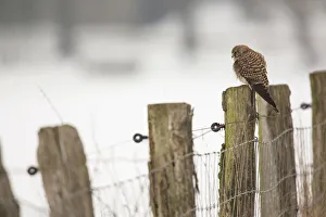 Kestrel -Falco tinnunculus-, perched on a fence post, Bislicher Insel, North Rhine-Westphalia Kestrel -Falco tinnunculus-, perched on a fence post, Bislicher Insel, North Rhine-Westphalia