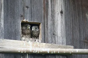 Kestrel -Falco tinnunculus-, young, nearly fledged, at the nesting hole, Allgaeu, Bavaria Kestrel -Falco tinnunculus-, young, nearly fledged, at the nesting hole, Allgaeu, Bavaria