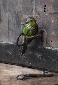 <b class=qtipBold><figcaption>key and parrot</figcaption></b><br>Green parrot perched on a key on an old door<br><em>© 2014 silversaltphoto</em> key and parrot