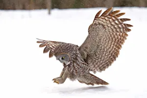 <b class=qtipBold><figcaption>In for the kill</figcaption></b><br><em>© JIm Cumming</em> In for the kill