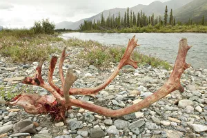 Kill site, bloody scull and antlers of a male, bull caribou, reindeer -Rangifer tarandus Kill site, bloody scull and antlers of a male, bull caribou, reindeer -Rangifer tarandus