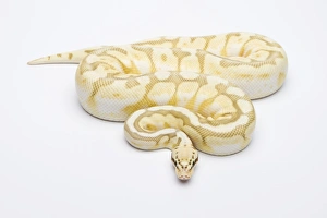Killer Bee Butter Ball Python or Royal Python -Python regius-, male Killer Bee Butter Ball Python or Royal Python -Python regius-, male