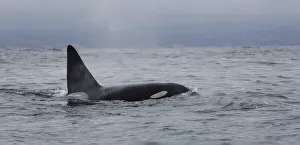 <b class=qtipBold><figcaption>Killer Whale</figcaption></b><br>A male killer whale swims in Monterey Bay, California.<br><em>© 2017 Chase Dekker Wild-Life Images</em> Killer Whale