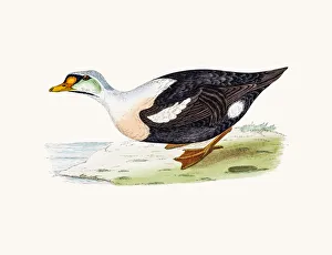 <b class=qtipBold><figcaption>King eider Duck Waterfowl bird</figcaption></b><br>A photograph of an original hand-colored engraving from The History of British Birds by Morris published in 1853-1891.<br><em>© mashuk</em> King eider Duck Waterfowl bird