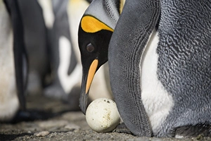King penguin (Aptenodytes patagonicus) examining abandoned egg King penguin (Aptenodytes patagonicus) examining abandoned egg