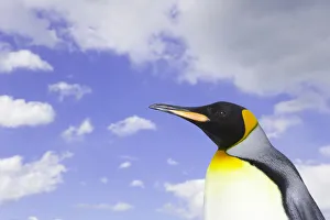 King penguin (Aptenodytes patagonicus) against cloudy sky, side view King penguin (Aptenodytes patagonicus) against cloudy sky, side view
