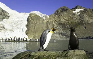 King penguin and female Antarctic fur seal side by side on rock King penguin and female Antarctic fur seal side by side on rock