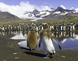 King penguin rookery (focus on two chicks in foreground) King penguin rookery (focus on two chicks in foreground)