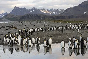 King Penguins -Aptenodytes patagonicus- reflected in water, Salisbury Plain, South Georgia King Penguins -Aptenodytes patagonicus- reflected in water, Salisbury Plain, South Georgia