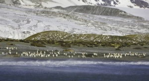 King penguins and Southern elephant seals on beach King penguins and Southern elephant seals on beach