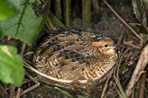 King Quail or Chinese Painted Quail -Coturnix chinensis-, brooding female, Asien, Kerzers King Quail or Chinese Painted Quail -Coturnix chinensis-, brooding female, Asien, Kerzers