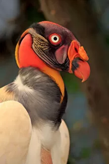 Images Dated 26th December 2013: King Vulture -Sarcoramphus papa-, adult, native to South America, captive