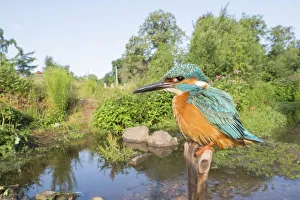 Kingfisher (Alcedo atthis) on branch in his habitat, wide angle shot, Hesse, Germany Kingfisher (Alcedo atthis) on branch in his habitat, wide angle shot, Hesse, Germany