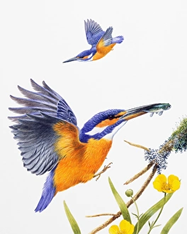 Kingfisher (Alcedo atthis), male, preparing to land with fish in bill, and in flight Kingfisher (Alcedo atthis), male, preparing to land with fish in bill, and in flight