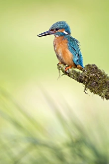 Kingfisher -Alcedo atthis-, male on perch, Middle Elbe, Saxony-Anhalt, Germany Kingfisher -Alcedo atthis-, male on perch, Middle Elbe, Saxony-Anhalt, Germany