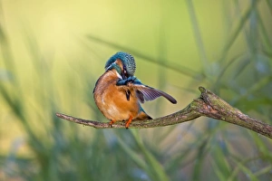 Kingfisher -Alcedo atthis-, preening male, middle Elbe, Saxony-Anhalt, Germany Kingfisher -Alcedo atthis-, preening male, middle Elbe, Saxony-Anhalt, Germany