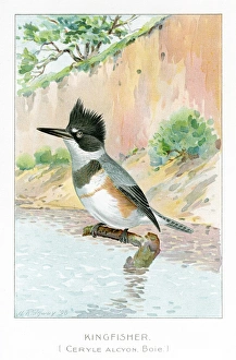 Kingfisher illustration 1897