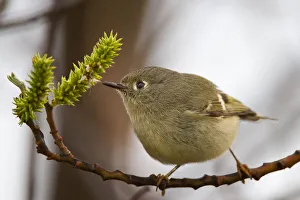 <b class=qtipBold><figcaption>Kinglet bird on branch</figcaption></b><br>Kinglet bird on branch.<br><em>© Phoo Chan</em> Kinglet bird on branch