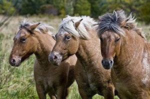 <b class=qtipBold><figcaption>Three Kings</figcaption></b><br>Three Fjord horses are standing next to each other in a green field.<br><em>© Copyright 2010 Michael Cummings</em> Three Kings