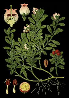 kinnikinnick, pinemat manzanita, bearberry kinnikinnick, pinemat manzanita, bearberry
