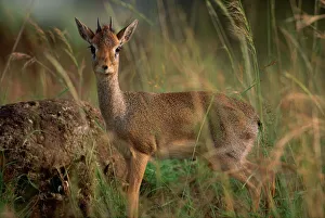 <b class=qtipBold><figcaption>Kirk's Dik-Dik in Tall Grass</figcaption></b><br><em>© This content is subject to copyright.</em> Kirk's Dik-Dik in Tall Grass