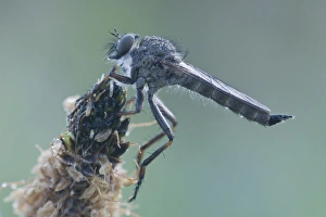 Kite-tailed Robber Fly -Tolmerus atricapillus-, Haren, Emsland region, Lower Saxony Kite-tailed Robber Fly -Tolmerus atricapillus-, Haren, Emsland region, Lower Saxony