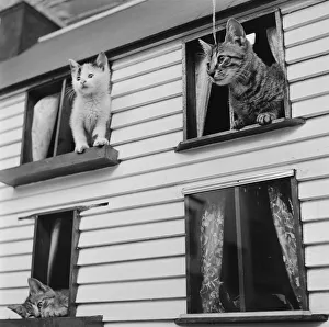 Kitten House Kitten House