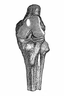 Biomedical Illustration Gallery: Knee joint