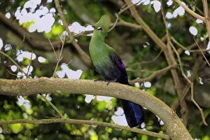 Knysna Turaco or Knysna Lourie -Tauraco corythaix-, adult bird perched on tree, Knysna Knysna Turaco or Knysna Lourie -Tauraco corythaix-, adult bird perched on tree, Knysna