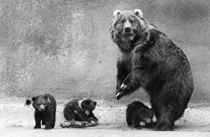 Kodiak Bear Family