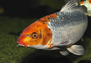 Koi, or Nishikigoi -Cyprinus carpio- in aquarium Koi, or Nishikigoi -Cyprinus carpio- in aquarium