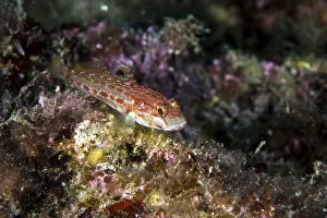 Kolombatovic goby -Gobius kolombatovici-, Mediterranean Sea, Croatia Kolombatovic goby -Gobius kolombatovici-, Mediterranean Sea, Croatia