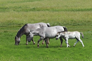 Konik horses (Equus przewalskii f. caballus), foal, mare and stallion Konik horses (Equus przewalskii f. caballus), foal, mare and stallion